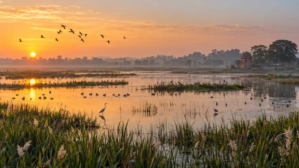 Nawabganj Bird Sanctuary destination view