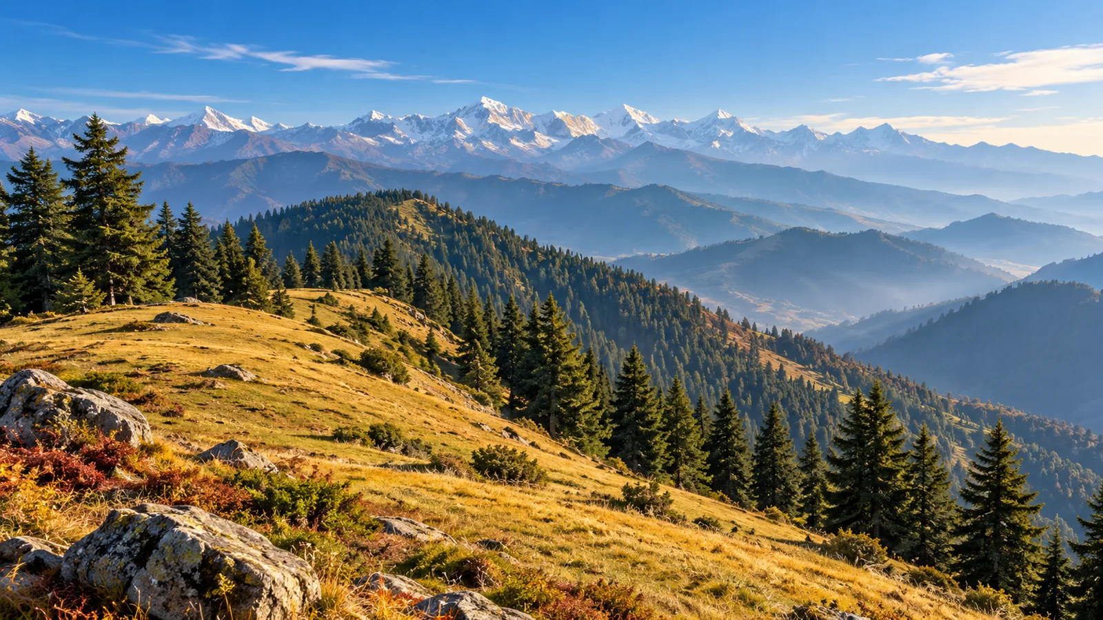 Kufri-inspired high grassy ridge and conifer forest illustration